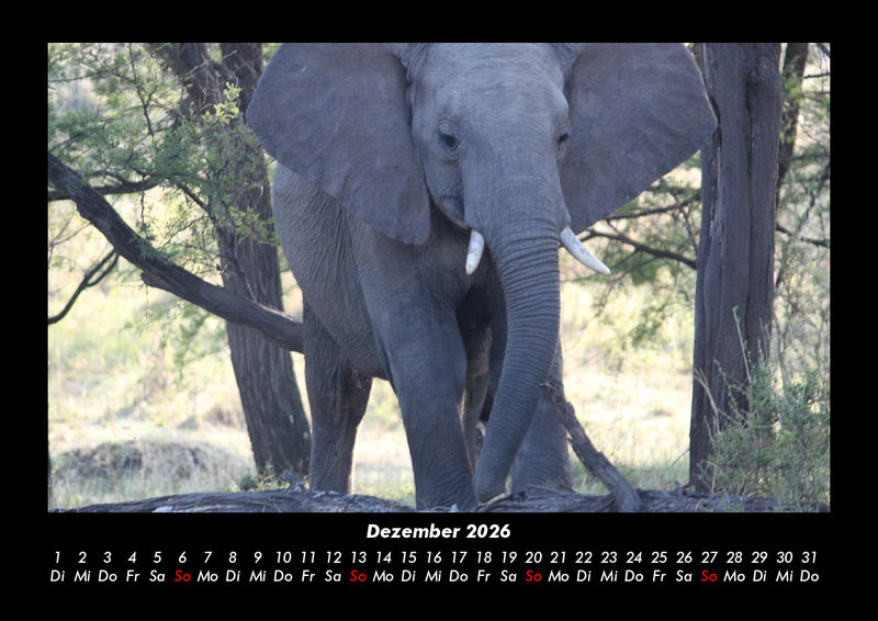 Elefanten - Die sanften Riesen Afrikas Fotokalender 2026 - 12