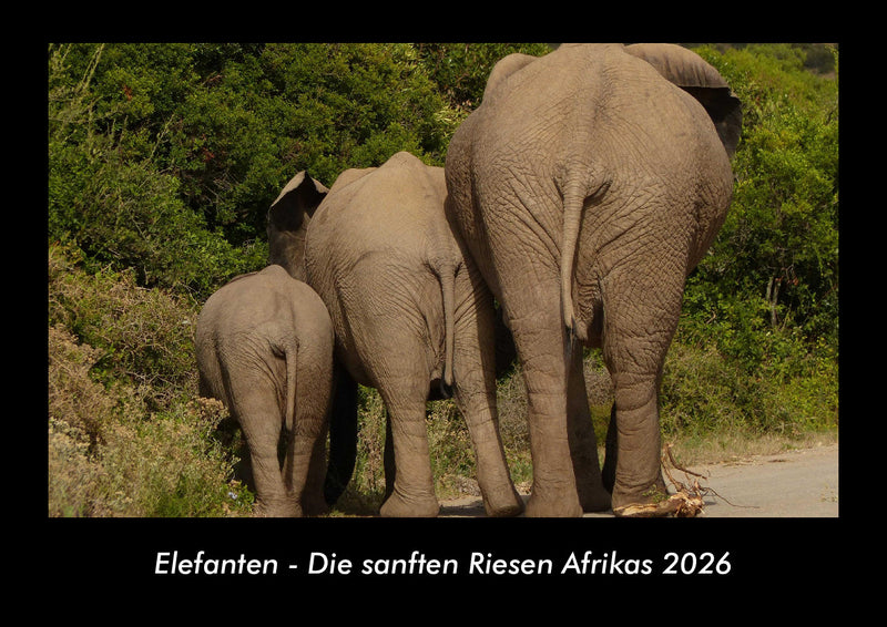 Elefanten - Die sanften Riesen Afrikas Fotokalender 2026 - Hauptbild