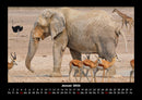 Elefanten - Die sanften Riesen Afrikas Fotokalender 2026 - 1