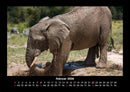 Elefanten - Die sanften Riesen Afrikas Fotokalender 2026 - 2