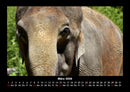 Elefanten - Die sanften Riesen Afrikas Fotokalender 2026 - 3