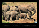 Elefanten - Die sanften Riesen Afrikas Fotokalender 2026 - 4