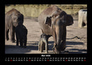 Elefanten - Die sanften Riesen Afrikas Fotokalender 2026 - 5