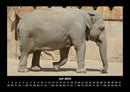 Elefanten - Die sanften Riesen Afrikas Fotokalender 2026 - 7