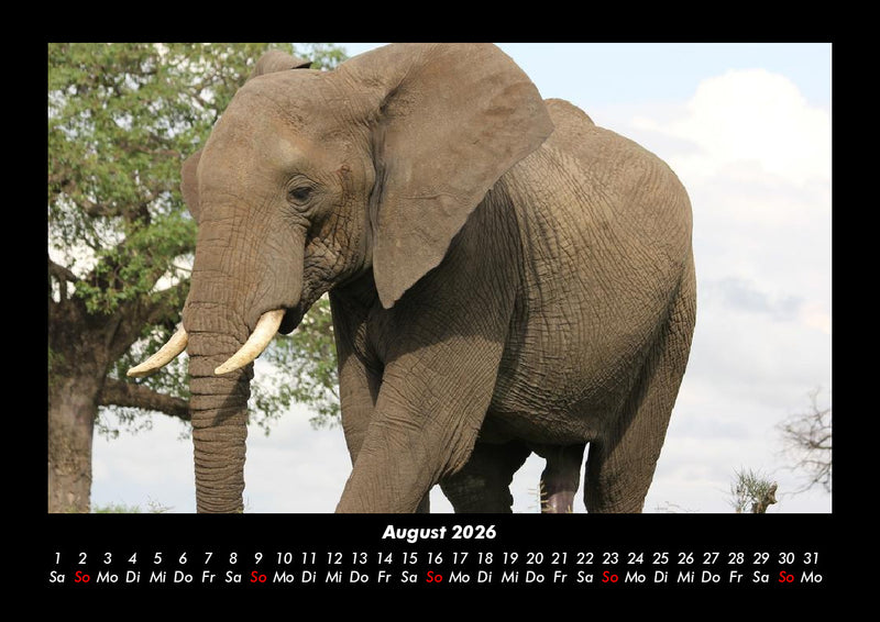 Elefanten - Die sanften Riesen Afrikas Fotokalender 2026 - 8