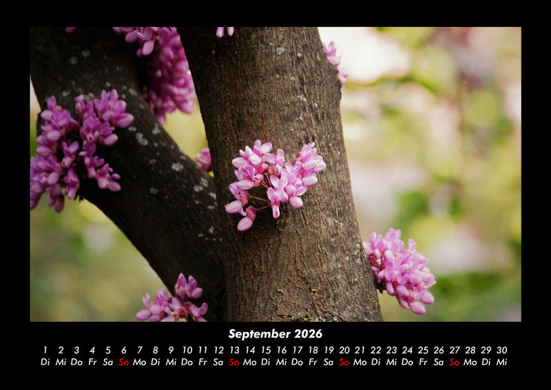 Blumenträume Fotokalender 2026 - 9