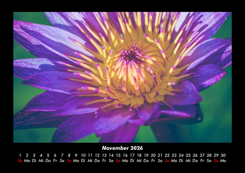 Blumenträume Fotokalender 2026 - 11