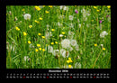 Blumenträume Fotokalender 2026 - 12