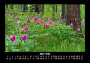 Blumenträume Fotokalender 2026 - 4