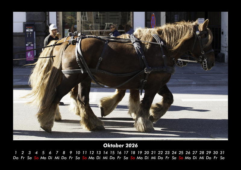 Pferde Kalender Fotokalender 2026 - 10