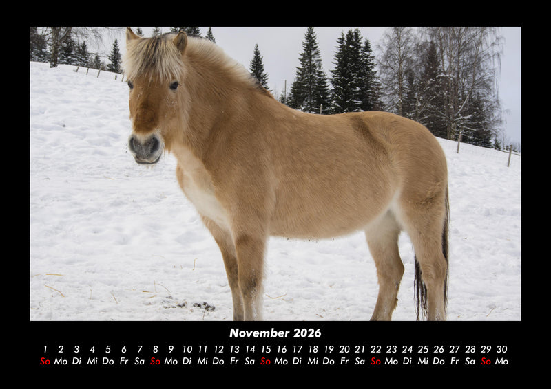 Pferde Kalender Fotokalender 2026 - 11