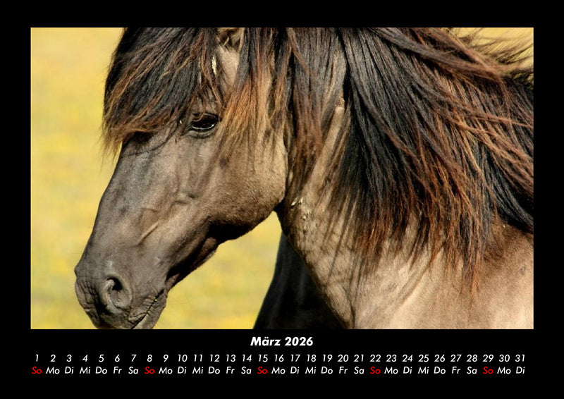Pferde Kalender Fotokalender 2026 - 3