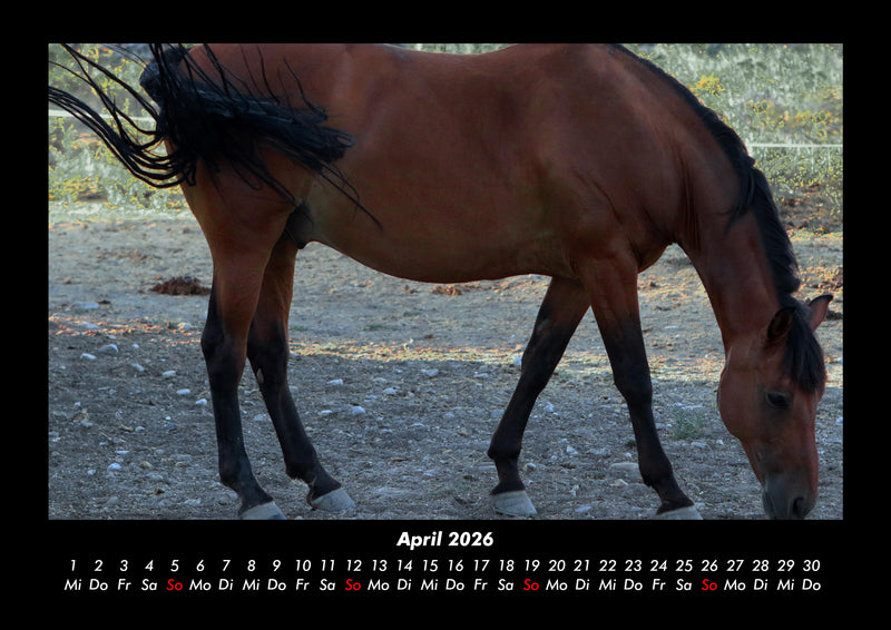 Pferde Kalender Fotokalender 2026 - 4