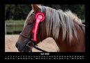 Pferde Kalender Fotokalender 2026 - 7
