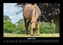 Pferde Kalender Fotokalender 2026 - 8