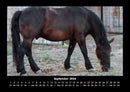 Pferde Kalender Fotokalender 2026 - 9