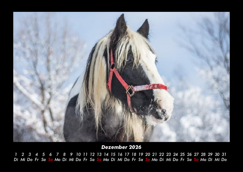 Pferde Kalender Fotokalender 2026 - 12