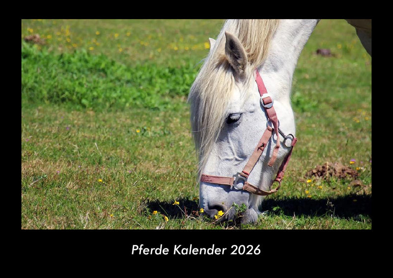 Pferde Kalender Fotokalender 2026 - Hauptbild