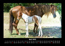 Pferde Kalender Fotokalender 2026 - 4
