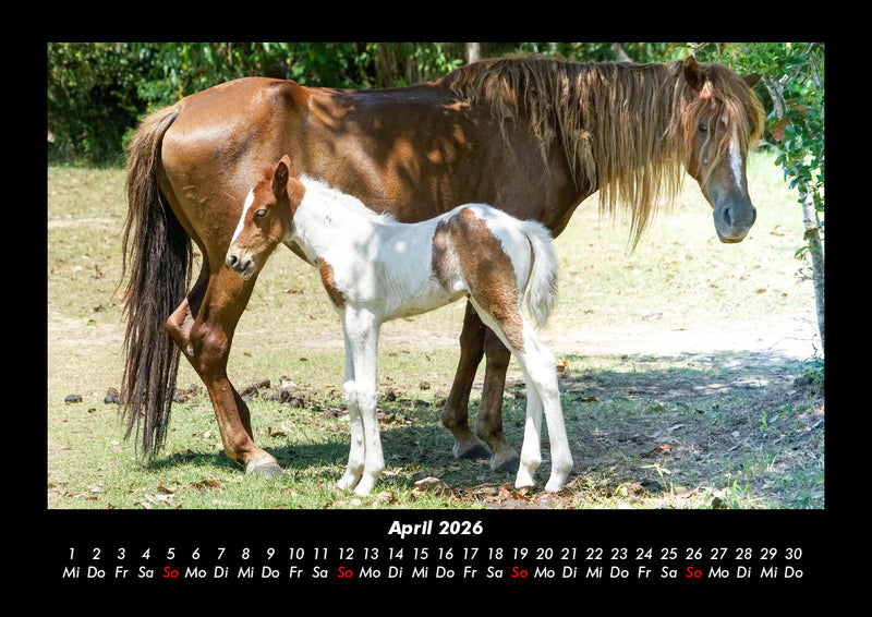 Pferde Kalender Fotokalender 2026 - 4