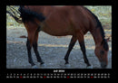 Pferde Kalender Fotokalender 2026 - 7