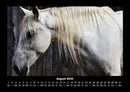 Pferde Kalender Fotokalender 2026 - 8