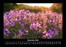 Blumenträume Fotokalender 2026 - 11
