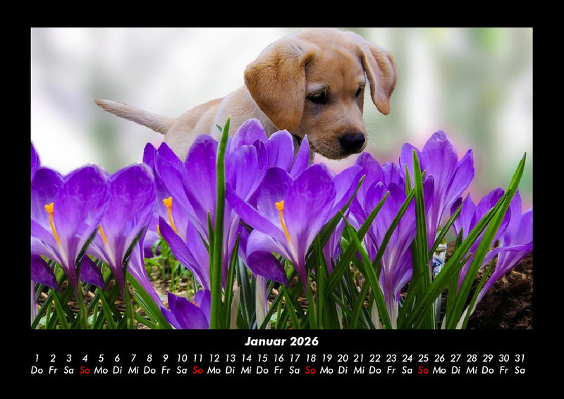 Blumenträume Fotokalender 2026 - 1