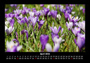 Blumenträume Fotokalender 2026 - 4