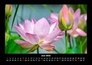 Blumenträume Fotokalender 2026 - 6
