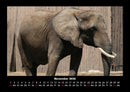 Elefanten - Die sanften Riesen Afrikas Fotokalender 2026 - 11