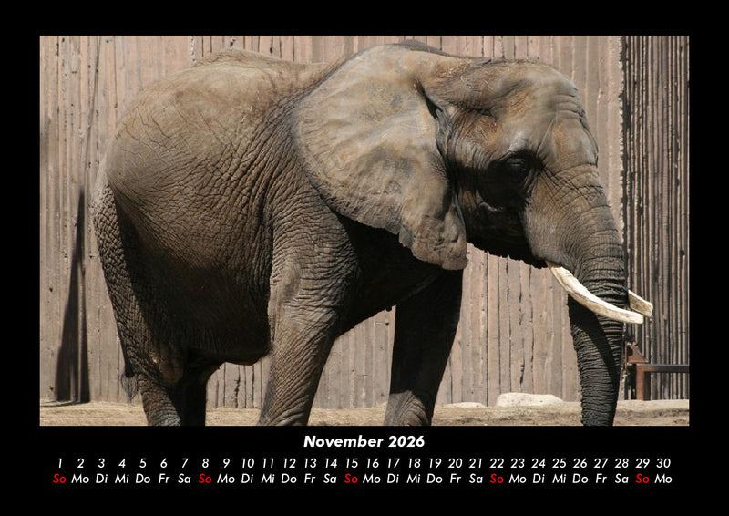 Elefanten - Die sanften Riesen Afrikas Fotokalender 2026 - 11