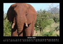 Elefanten - Die sanften Riesen Afrikas Fotokalender 2026 - 1