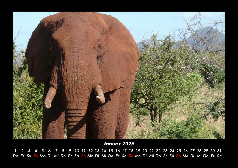 Elefanten - Die sanften Riesen Afrikas Fotokalender 2026 - 1