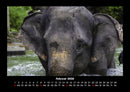 Elefanten - Die sanften Riesen Afrikas Fotokalender 2026 - 2