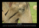 Elefanten - Die sanften Riesen Afrikas Fotokalender 2026 - 4