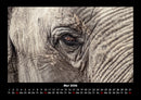 Elefanten - Die sanften Riesen Afrikas Fotokalender 2026 - 5
