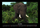 Elefanten - Die sanften Riesen Afrikas Fotokalender 2026 - 6