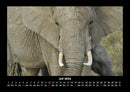 Elefanten - Die sanften Riesen Afrikas Fotokalender 2026 - 7