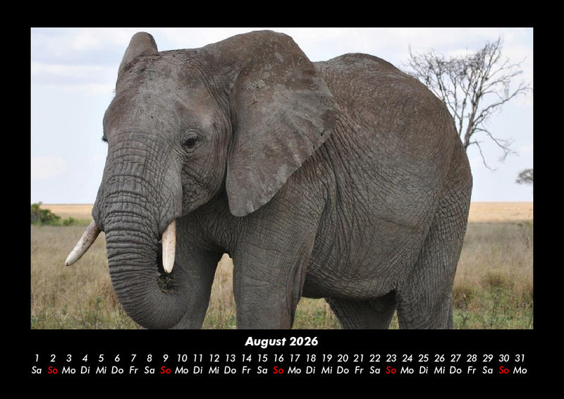 Elefanten - Die sanften Riesen Afrikas Fotokalender 2026 - 8