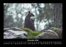 Welt der Tiere Fotokalender 2026 - 12