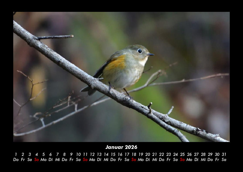 Welt der Tiere Fotokalender 2026 - 1