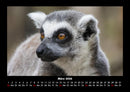 Welt der Tiere Fotokalender 2026 - 3