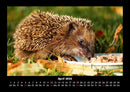 Welt der Tiere Fotokalender 2026 - 4