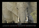 Welt der Tiere Fotokalender 2026 - 6