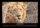 Löwen in der Wildnis Fotokalender 2026 - 9