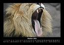 Löwen in der Wildnis Fotokalender 2026 - 10