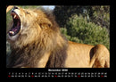 Löwen in der Wildnis Fotokalender 2026 - 11