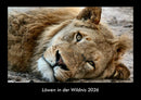 Löwen in der Wildnis Fotokalender 2026 - Hauptbild