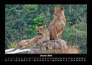 Löwen in der Wildnis Fotokalender 2026 - 1